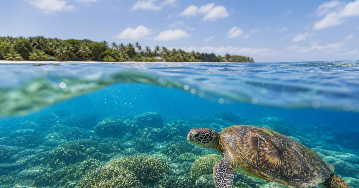 Green sea turtle swimming above a coral reef near Balicasag Island