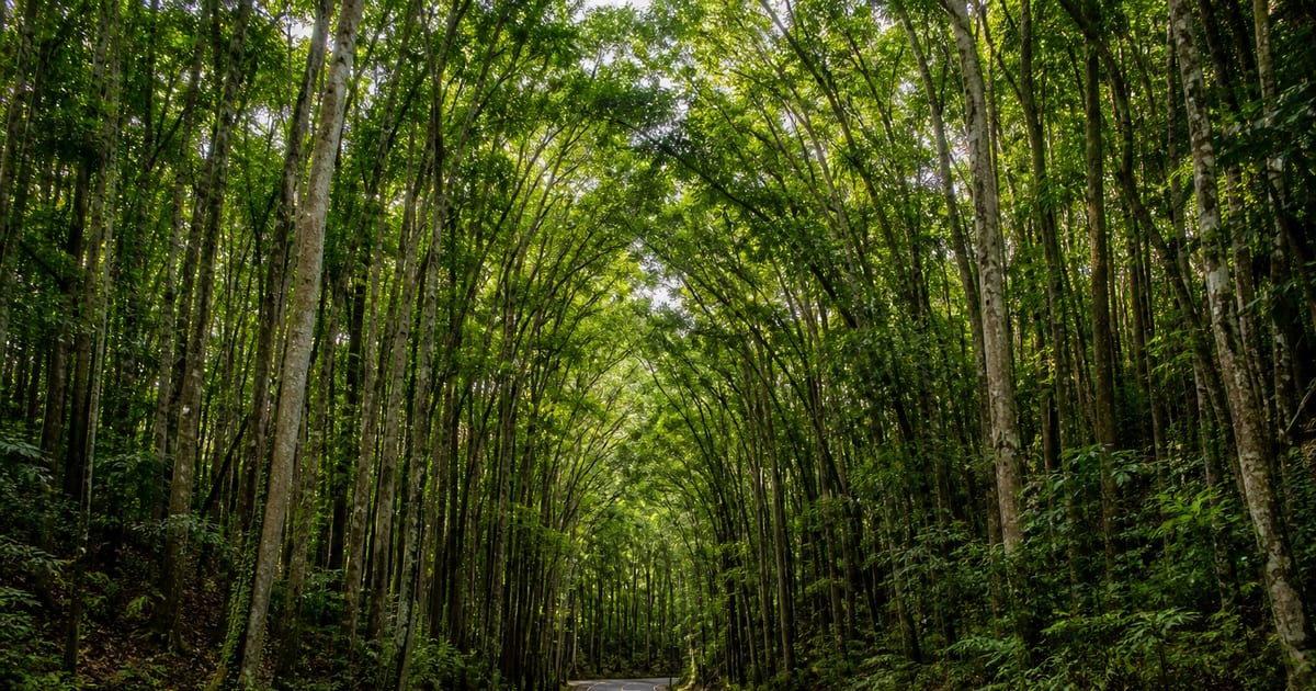 Paved road curving beneath the dense mahogany canopy of Bilar Man-Made Forest