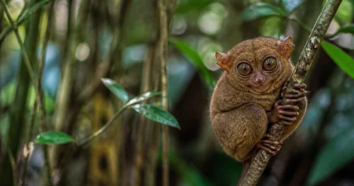 Philippine tarsier perched on a branch in shaded Bohol forest habitat